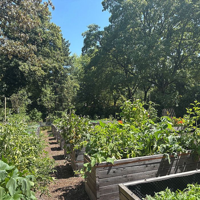 Das Bild zeigt die bepflanzte Beete auf der Urban Gardening-Fläche